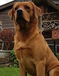 Unser Labrador Boss - Dogchef of Colines