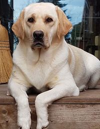 Labrador Pepper - Dogchef of Colines